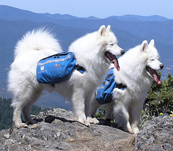 Lightning and Nimbus enjoy the view along the Pacific Crest Trail